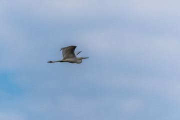 Great White Egret Flying in a Partly Cloudy Sky over a National Park in Latvia