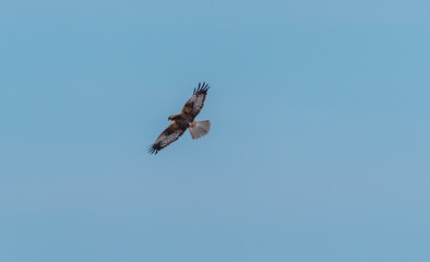 Western Marsh Harrier Flying in a Clear Blue Sky
