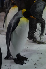 Obraz premium Antarctic Penguin colony 