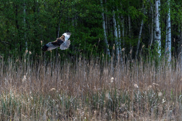 Western Marsh Harrier Flying in Wetlands in Latvia