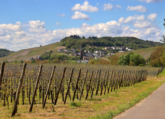 Fototapeta na wymiar Vineyards of Riesling grape vines in the Moselle valley with Hillside village in the background