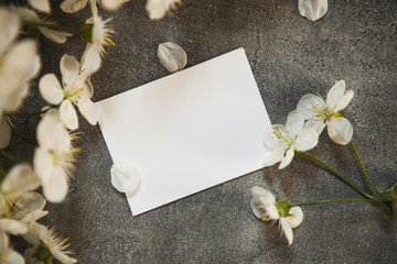 Fototapeta na wymiar on a beautiful grey concrete table background, white wild cherry flowers and a white plate to insert text. For logo design