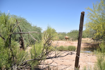 Arizona longhorn cattle