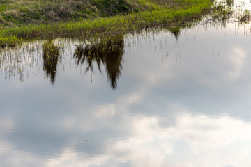 Reflections of Sky and Trees in a Lake in Wetlands in Latvia