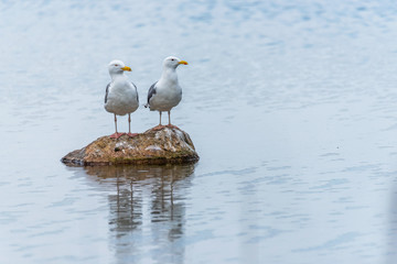 Seagulls on a Rock in a Lake