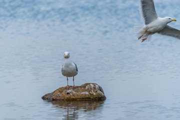 Seagulls on a Rock in a Lake