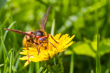 Hornets are up to 55 mm in length. Are very useful insects for the forest and garden, as used as food pests of garden and forest crops: aphids, leaf blades, ticks.
