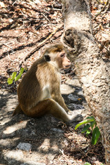 Funny monkeys in the jungles of Sri Lanka