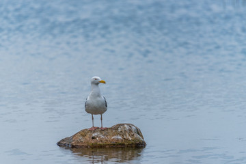 Seagulls on a Rock in a Lake