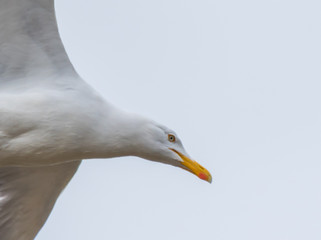 Seagull Flying in a Gray Sky