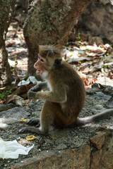 Funny monkeys in the jungles of Sri Lanka