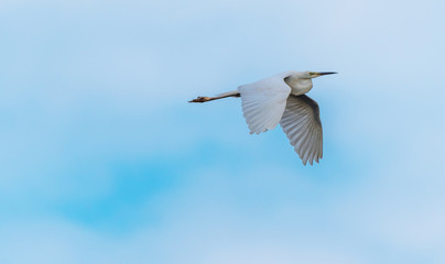 Great White Egret Flying in a Partly Cloudy Sky over a National Park in Latvia