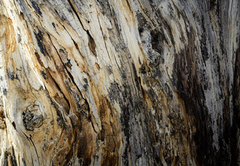 bark texture