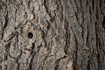 bark texture