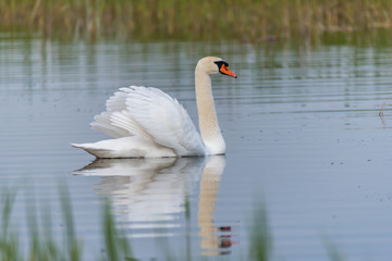 Swan on a Lake at a National Park in Latvia