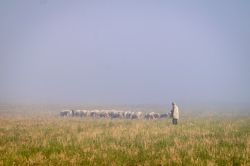 Shepard with many sheeps in foggy moring conditions