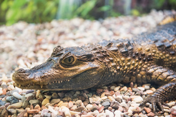The spectacled caiman (Caiman crocodilus chiapasius) closeup portrait