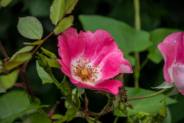 Rose flower closeup. Shallow depth of field. Spring flower of pink rose