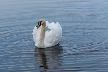 Swan on a Lake at a National Park in Latvia