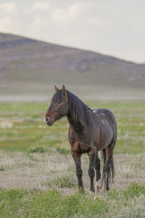 Fototapeta premium Wild horse Stallion in the Utah Desert