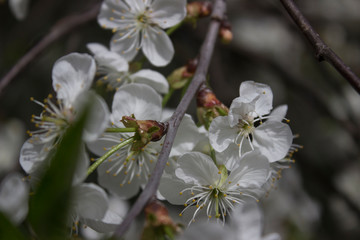 White blossoming spring flowers on a branch close up