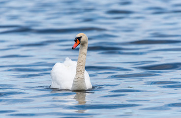 Swan on a Lake at a National Park in Latvia