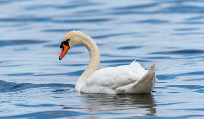 Swan on a Lake at a National Park in Latvia