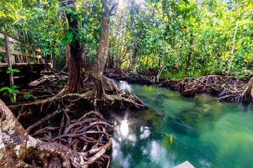 Tha Pom Klong Song Nam - Krabi Thailand