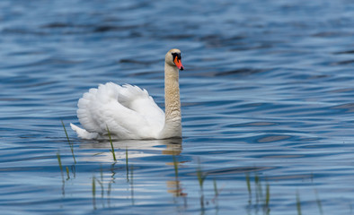 Fototapeta na wymiar Swan on a Lake at a National Park in Latvia