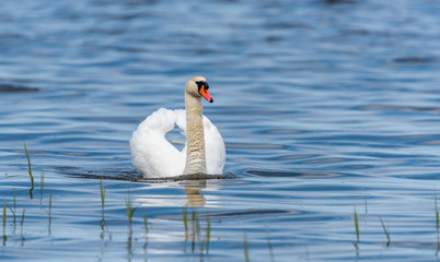Swan on a Lake at a National Park in Latvia