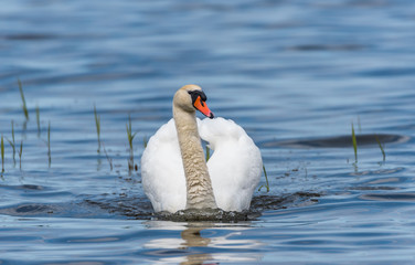 Obraz premium Swan on a Lake at a National Park in Latvia