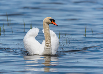 Obraz premium Swan on a Lake at a National Park in Latvia