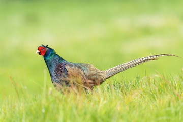variant pheasant