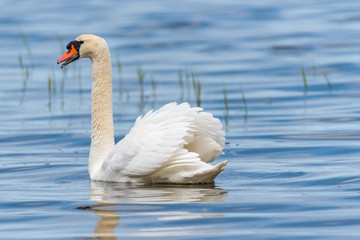 Swan on a Lake at a National Park in Latvia