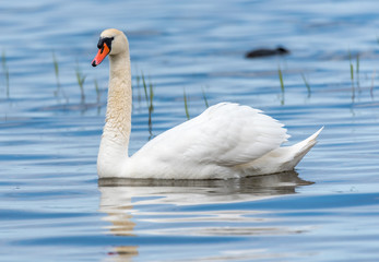 Swan on a Lake at a National Park in Latvia