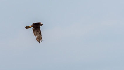 Western Marsh Harrier Flying in a Clear Blue Sky