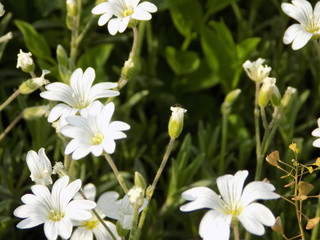 daisies in the garden