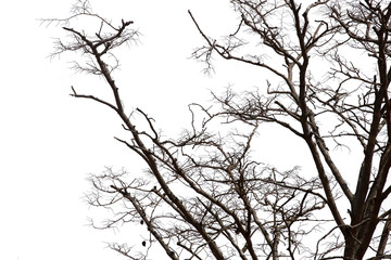 Dead branches , Silhouette dead tree or dry tree on white background with clipping path.