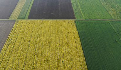 Rapsfeld und Getreidefelder, von oben betrachtet