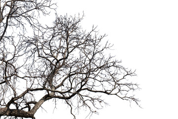 Dead branches , Silhouette dead tree or dry tree on white background with clipping path.