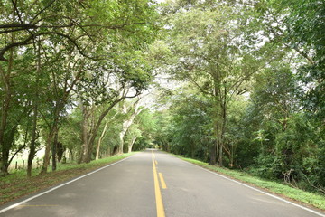 Fototapeta na wymiar carretera asfalto arbol bosque verde via calle naturaleza rural