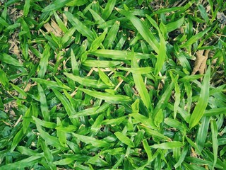 Leaves and lawns