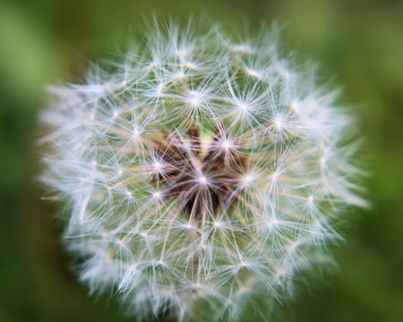 Close-up picture of a dandelion puff seed pod