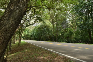 carretera arbol bosque selva calle camino rual verde selva 