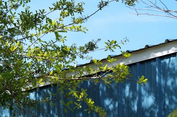 Tree branch against blue garage and blue sky 