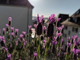 Lavendel-Blüte im Gegenlicht