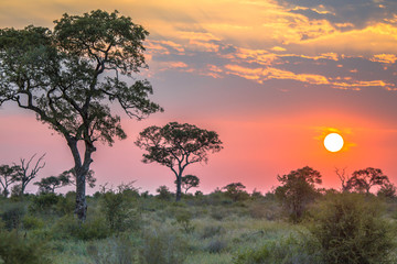African sun  over Savanna plain
