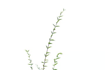 Young tropical plant leaves with twigs on white isolated background for green foliage backdrop 