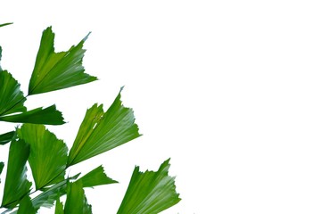 Tropical palm leaves on white isolated background for green foliage backdrop 