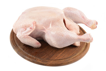 chicken on a white background